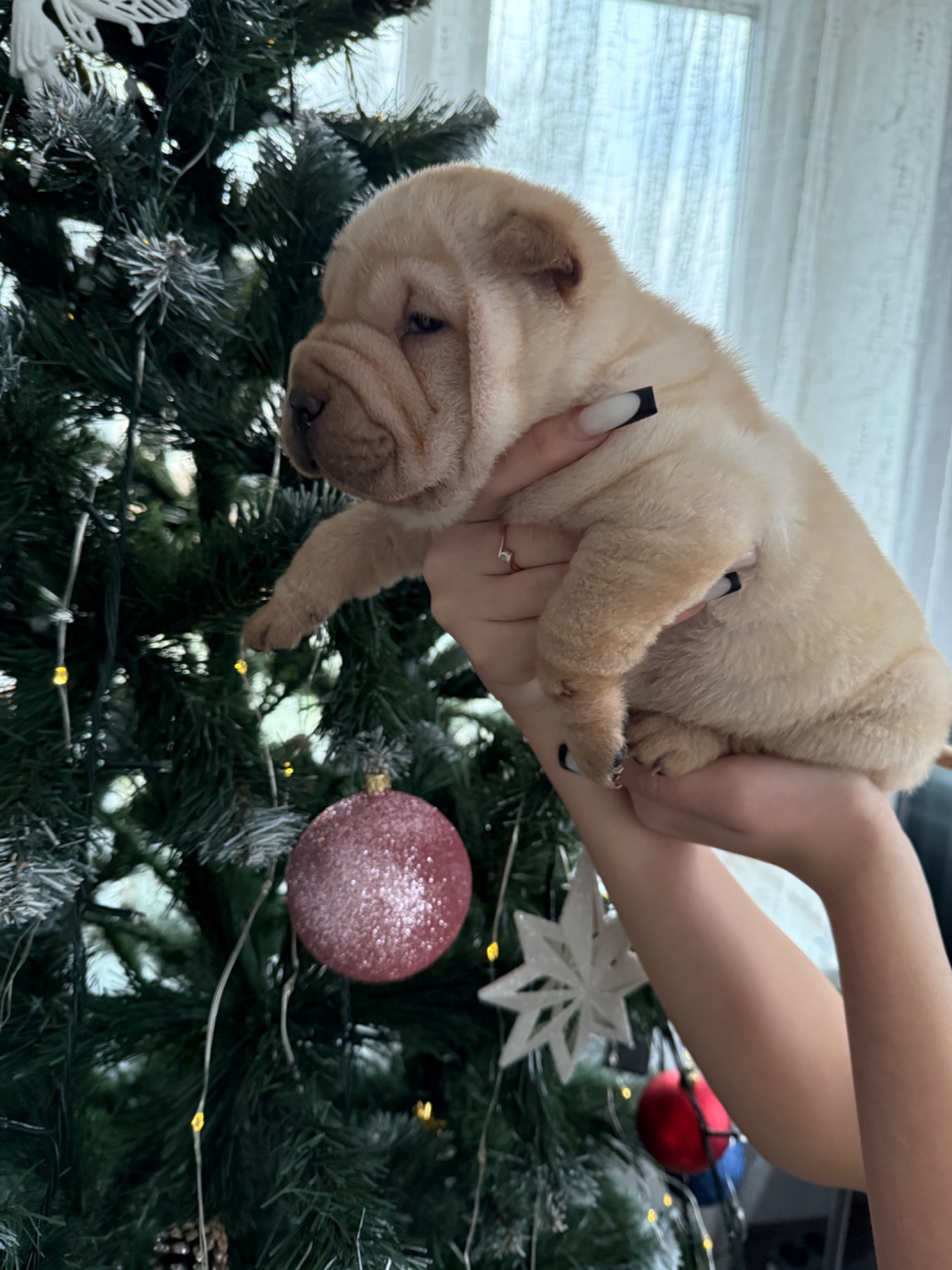 Цуценята шарпея