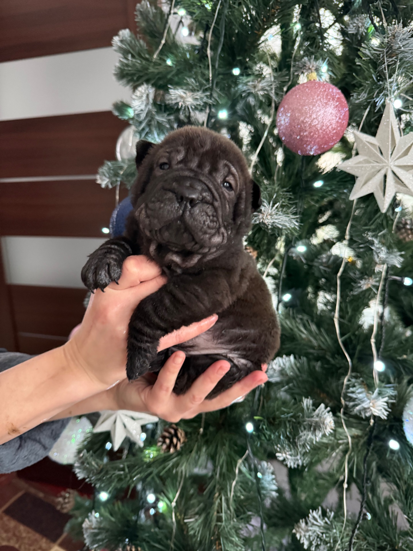 Цуценята шарпея