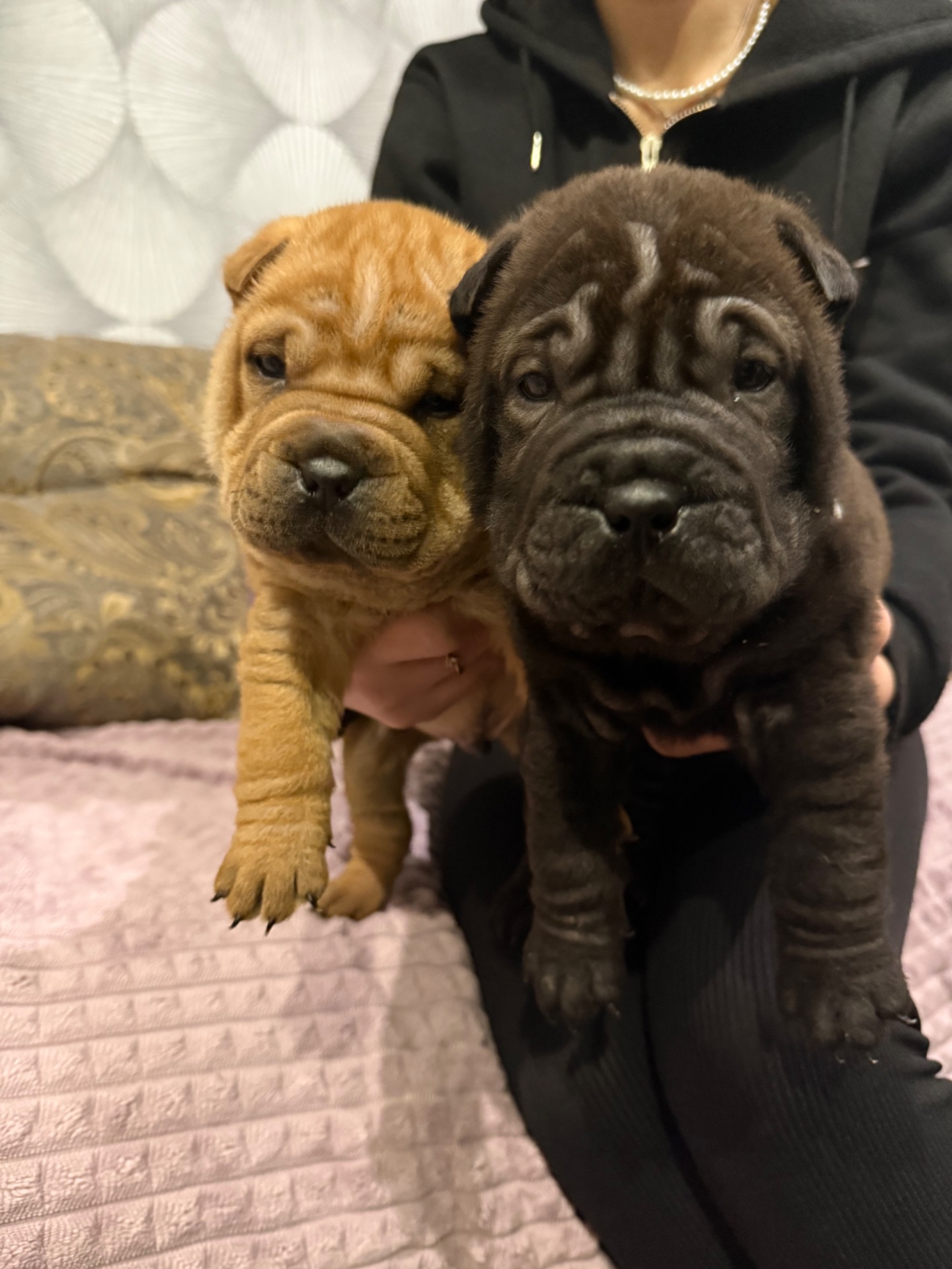 Цуценята шарпея