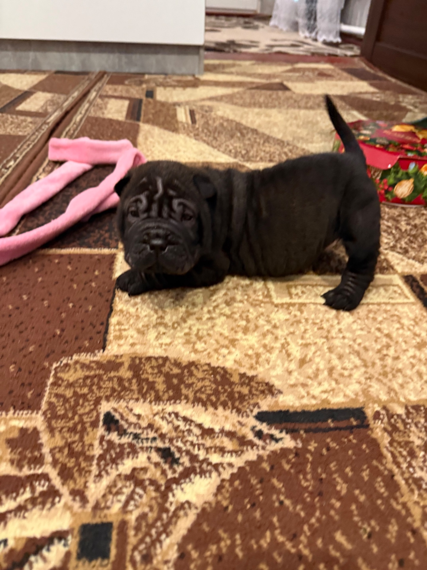 Цуценята шарпея