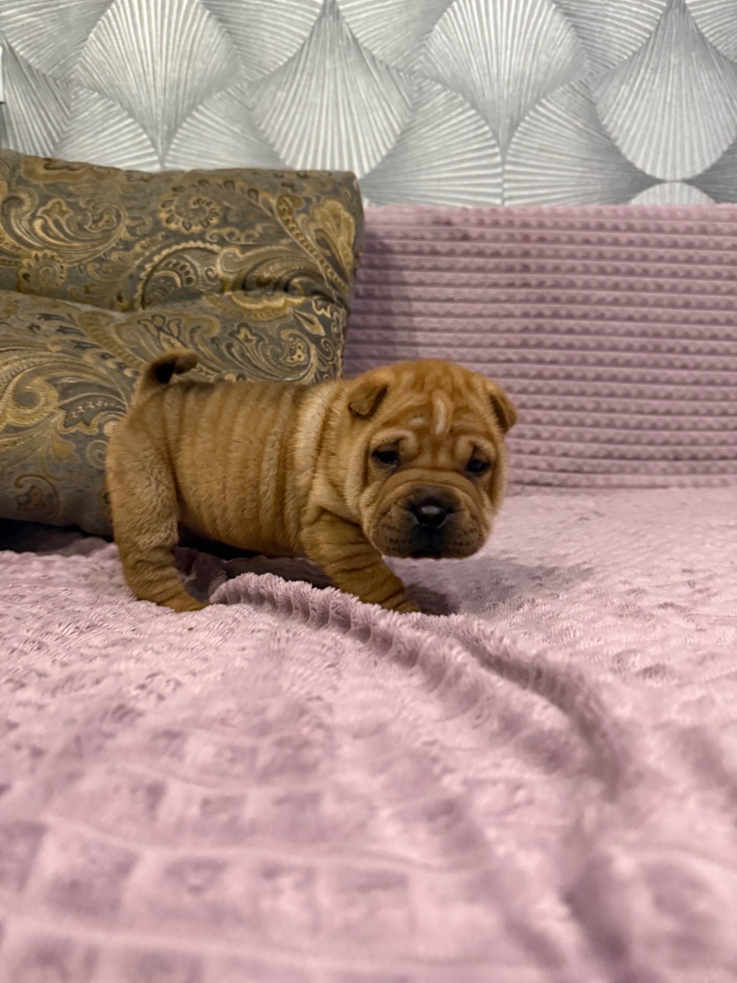 Цуценята шарпея