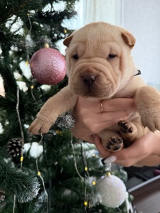 Цуценята шарпея