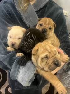 Цуценята шарпея