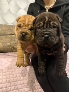 Цуценята шарпея