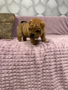 Цуценята шарпея