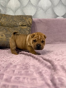 Цуценята шарпея