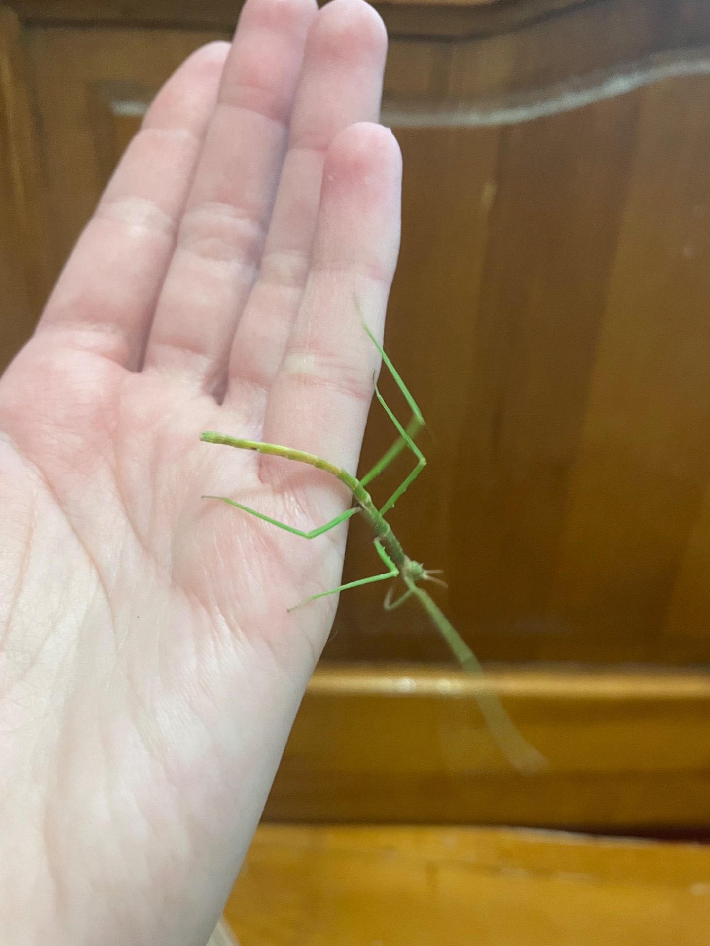 Анамські палочники