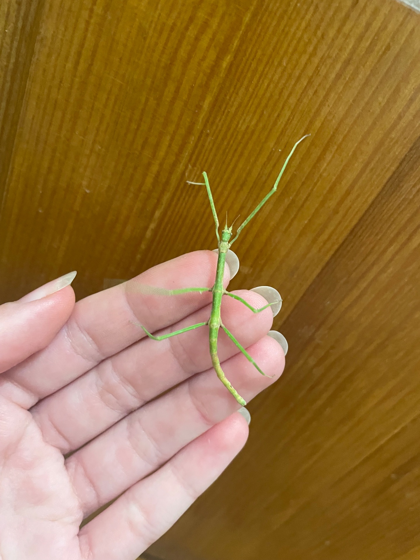 Анамські палочники