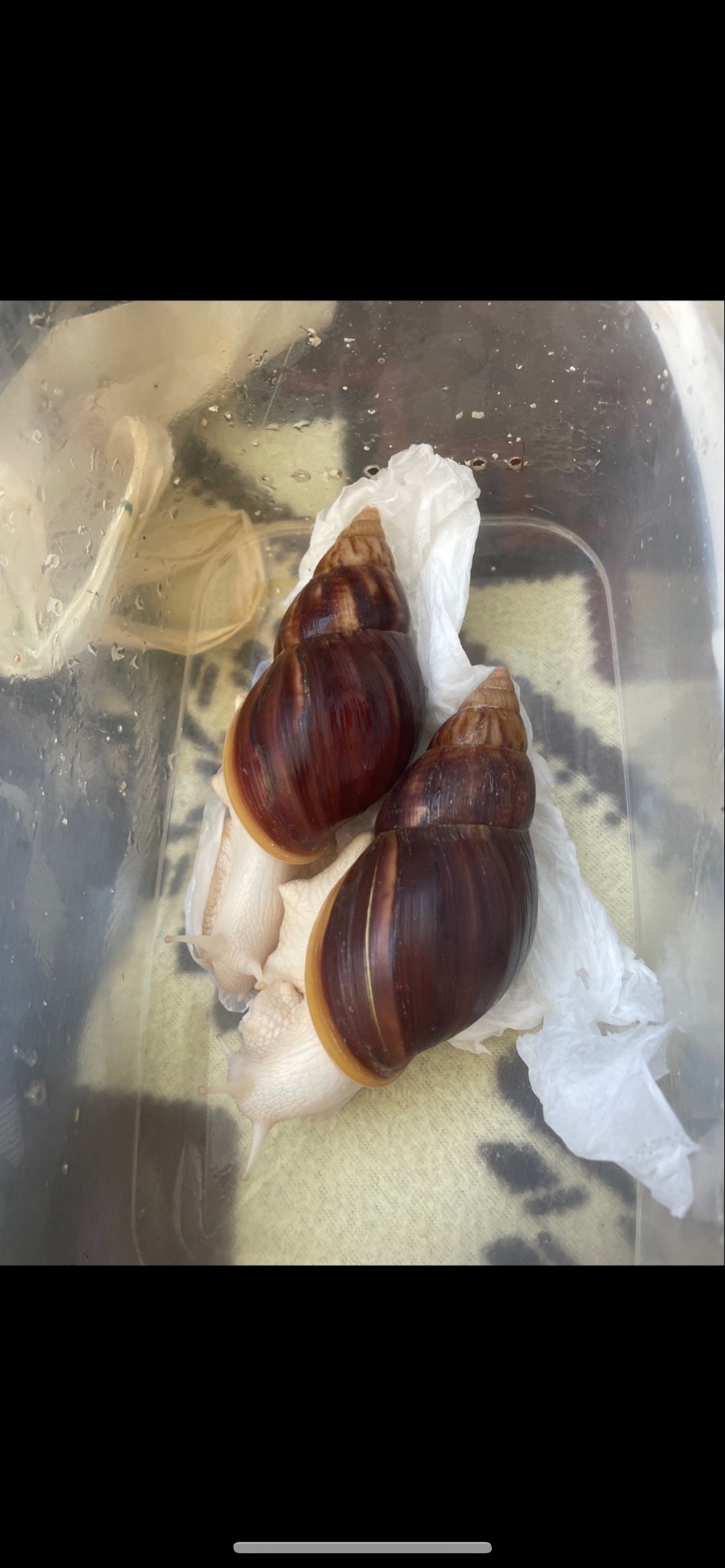 Фуліка альбіно боді