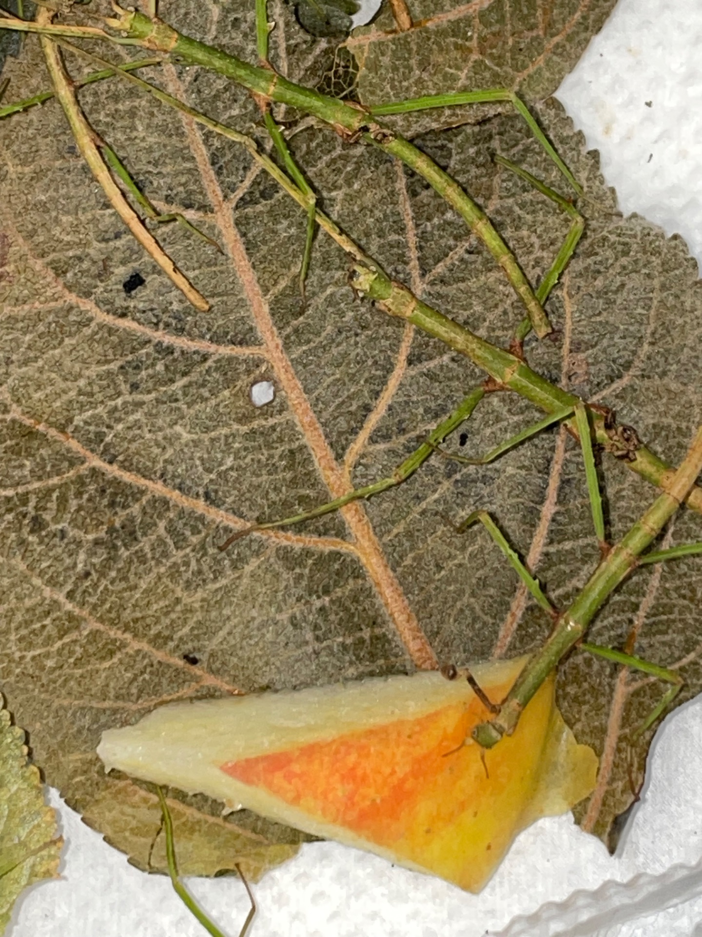 Анамські палочники