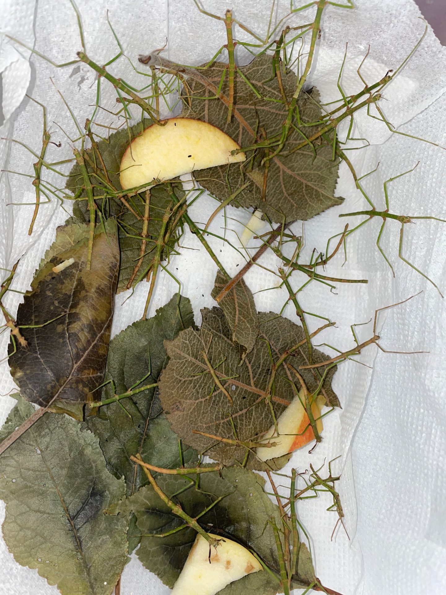 Анамські палочники