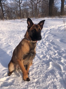 Цуценята Малінуа