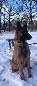 Цуценята Малінуа