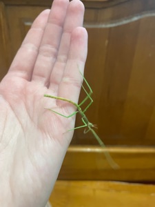 Анамські палочники