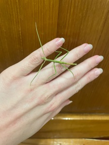 Анамські палочники