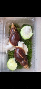 Фуліка альбіно боді