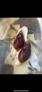 Фуліка альбіно боді