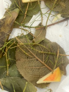 Анамські палочники