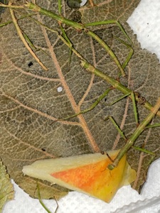 Анамські палочники