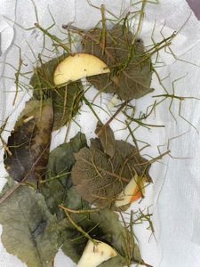 Анамські палочники