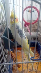 Корелла хлопчик молодий.