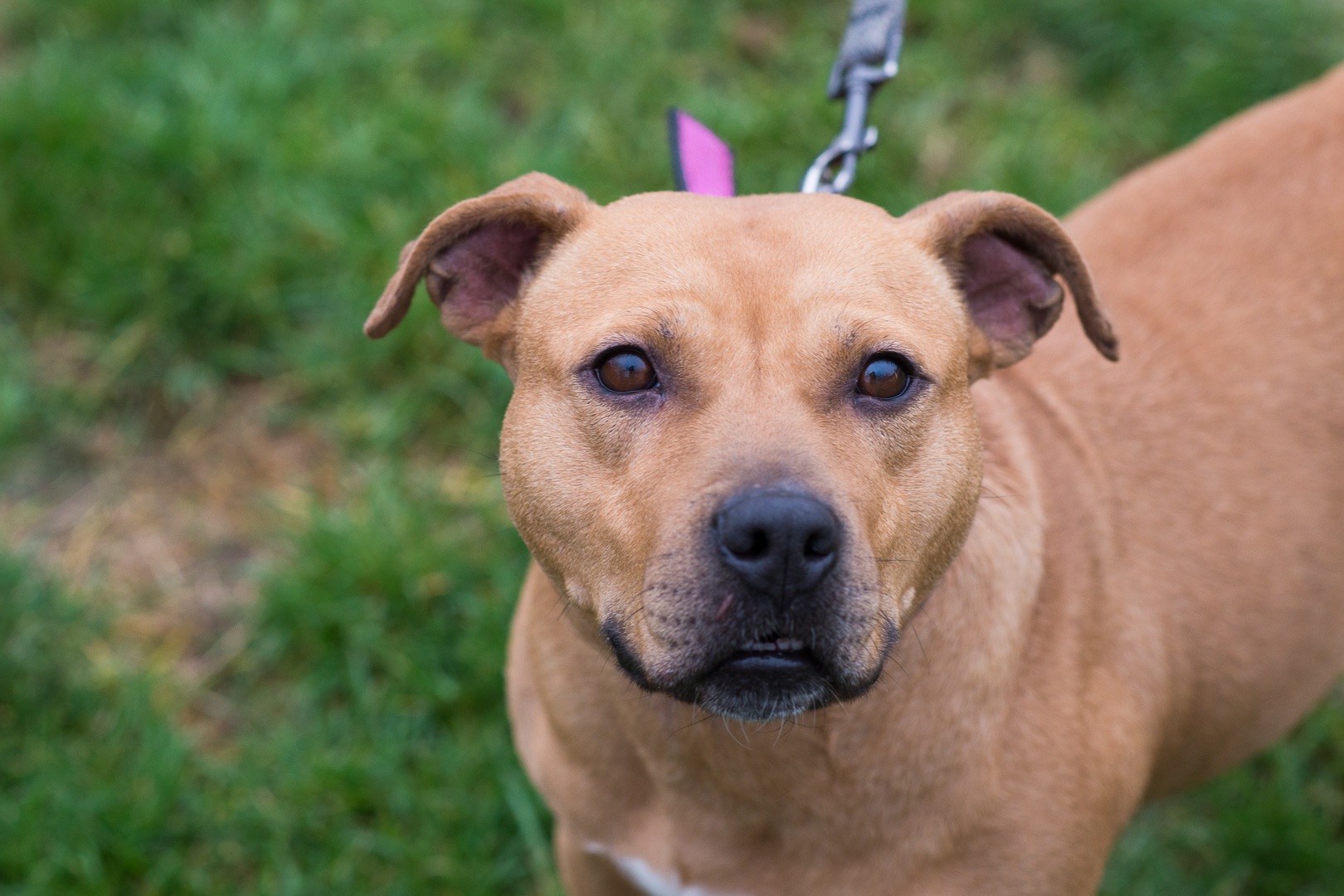 Пітбуль шукає дім