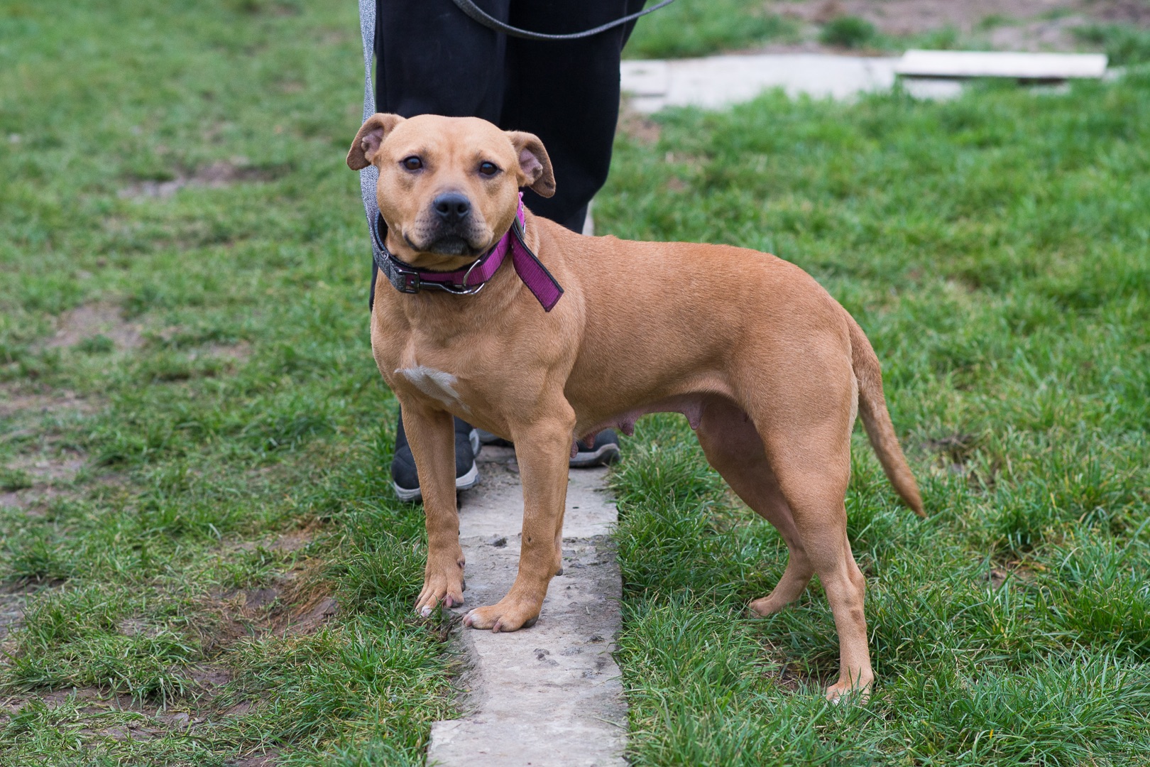 Пітбуль шукає дім