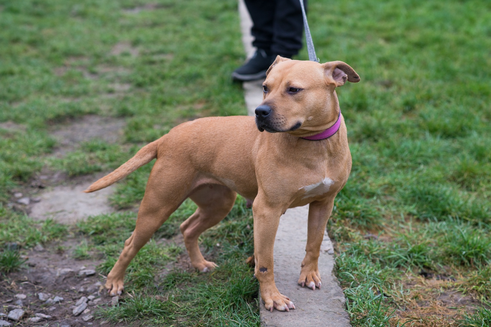 Пітбуль шукає дім