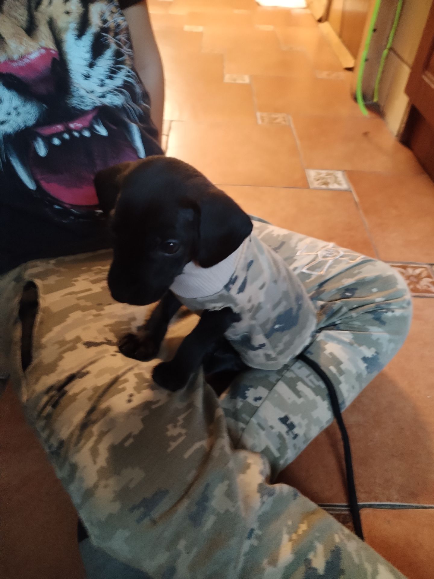 Метис цуценя 7 місяців