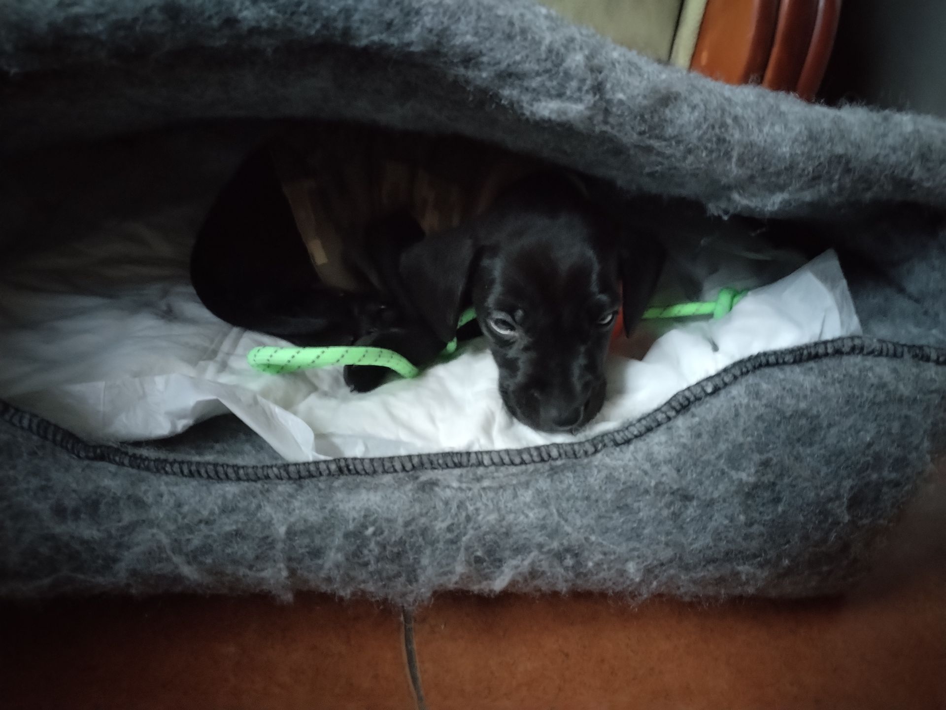 Метис цуценя 7 місяців