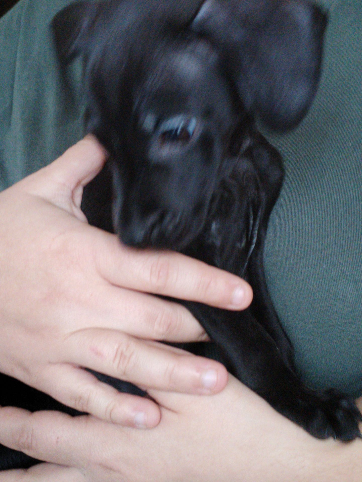 Метис цуценя 7 місяців