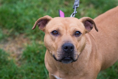 Пітбуль шукає дім