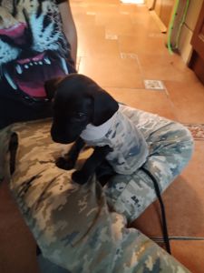 Метис цуценя 7 місяців