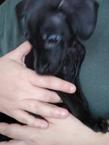 Метис цуценя 7 місяців