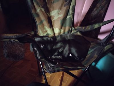 Метис цуценя 7 місяців