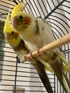 Строкаті, лютино