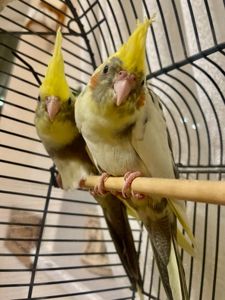 Строкаті, лютино