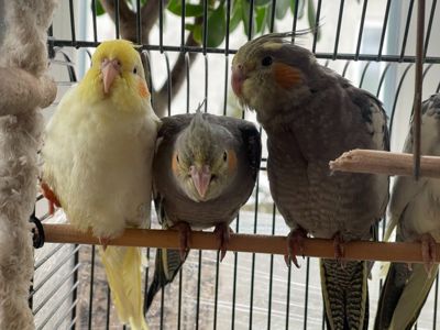 Строкаті, лютино