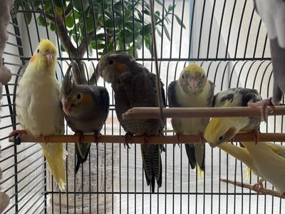 Строкаті, лютино