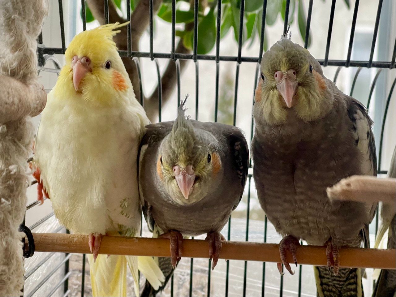 Строкаті, лютино