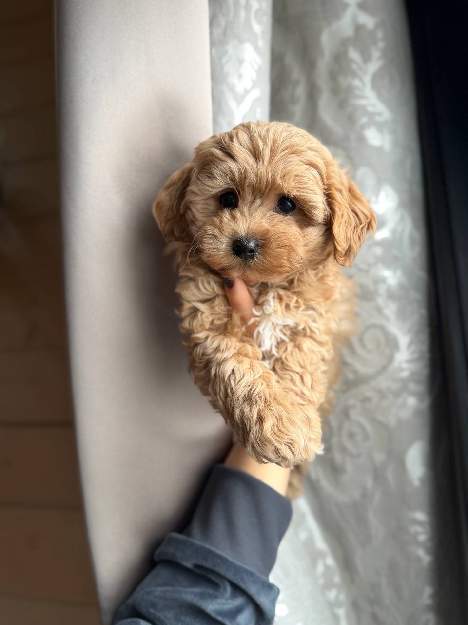 Мальтіпу Ф1