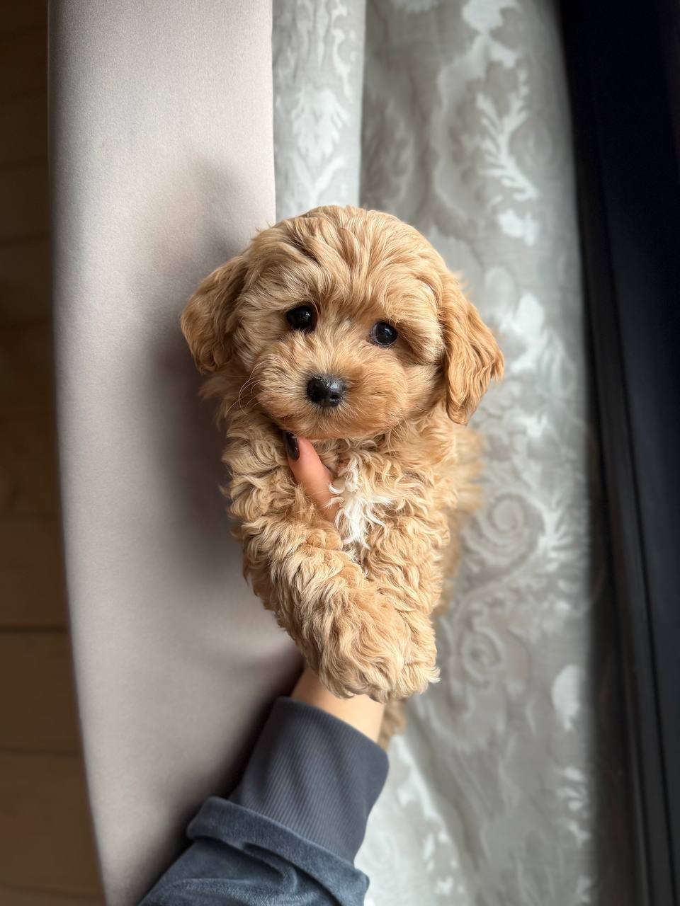 Мальтіпу Ф1