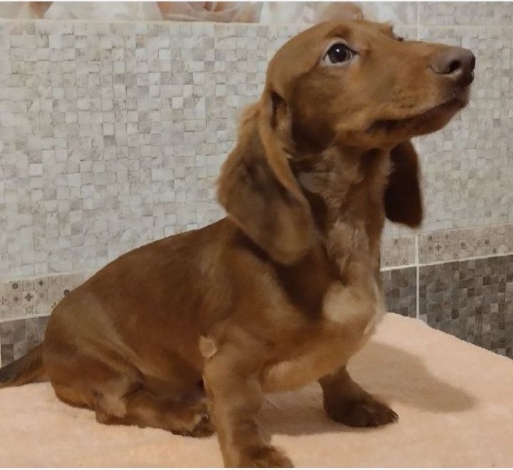 Щенок таксы, документы УКФ