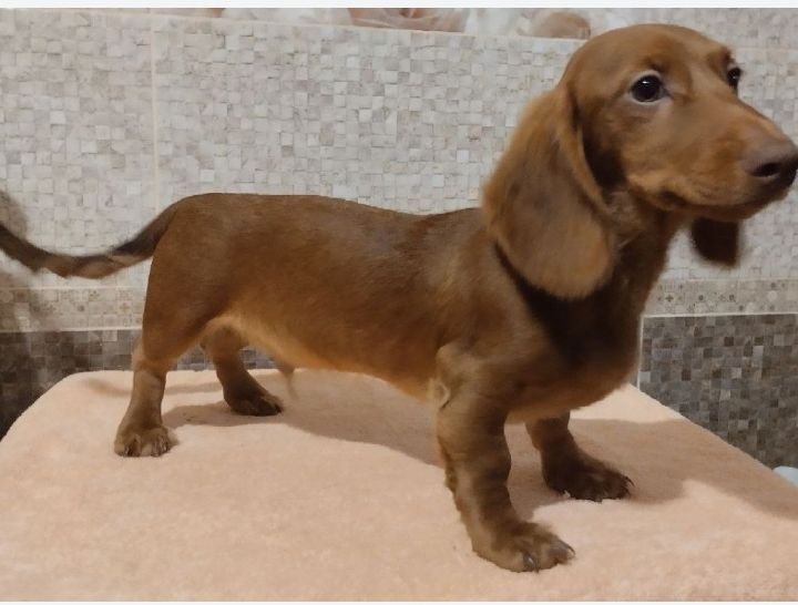 Щенок таксы, документы УКФ