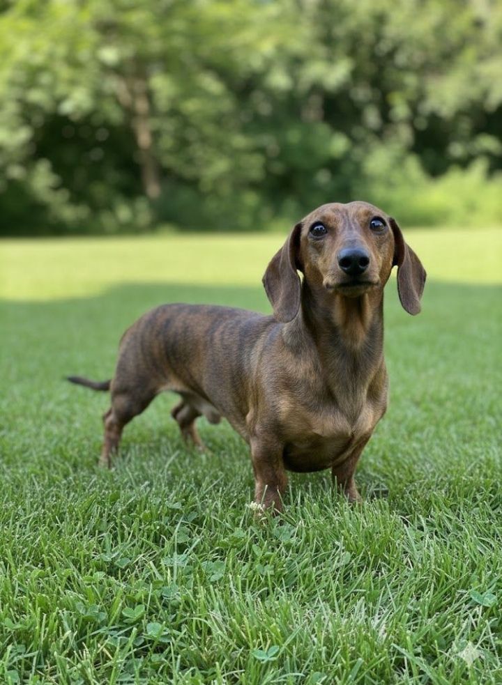 Щенок Таксы, с документами клуба