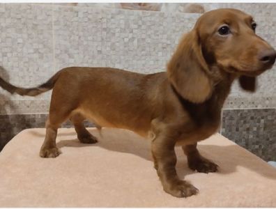 Щенок таксы, документы УКФ