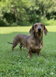 Щенок Таксы, с документами клуба