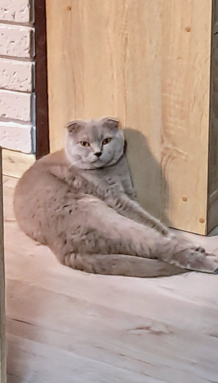 Скоттіш-страйт