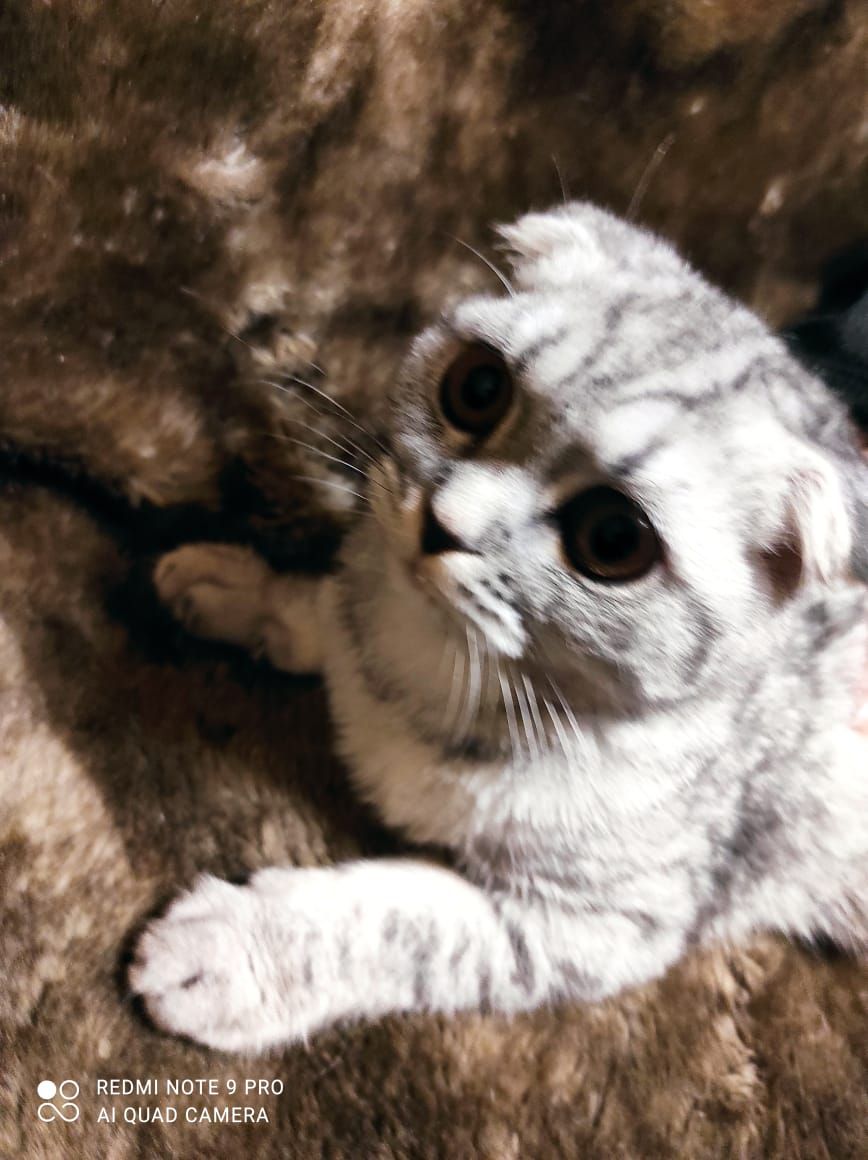 Дівчинка як з мультика Шрек