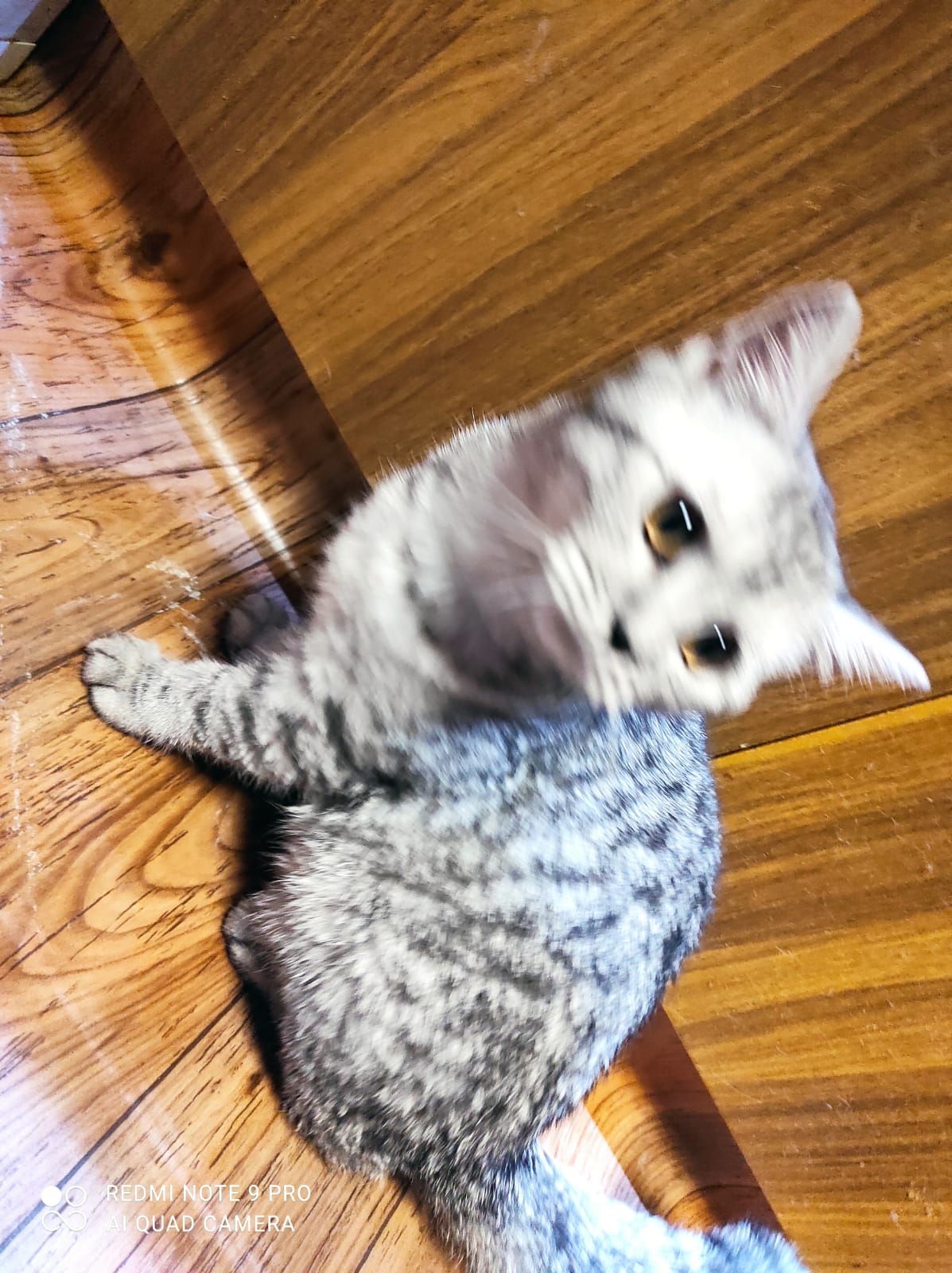 Продам кошенят дівчаток